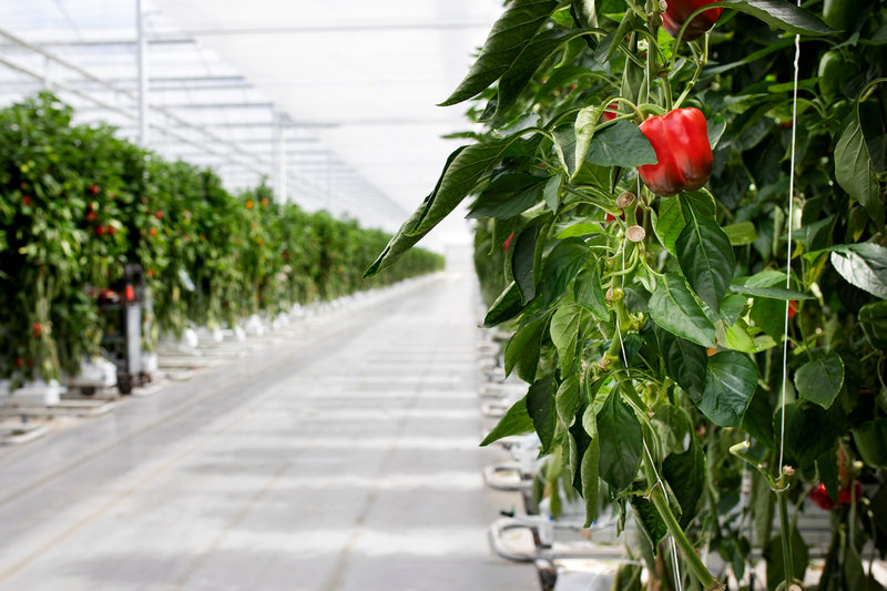 AGF software GreenCommerce bij Royal Peppers